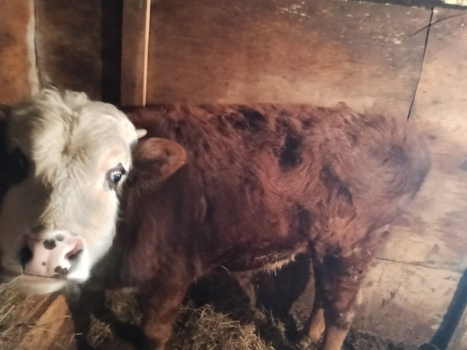 Продам бычка на дорашивание