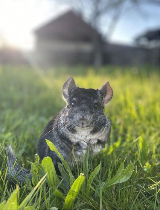 2 Chinchila , cusca , mancare , asternut , etc