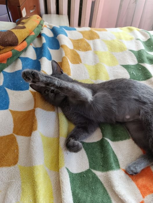 Отдам в хорошие руки