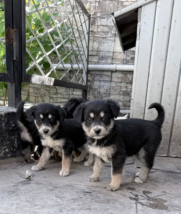 Отдам бесплатно кандектерьера