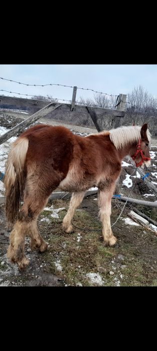Vând manz blond  10 luni