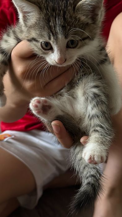 Котята бесплатно