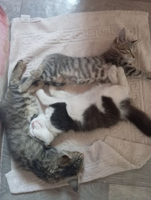Отдам котят ,срочно