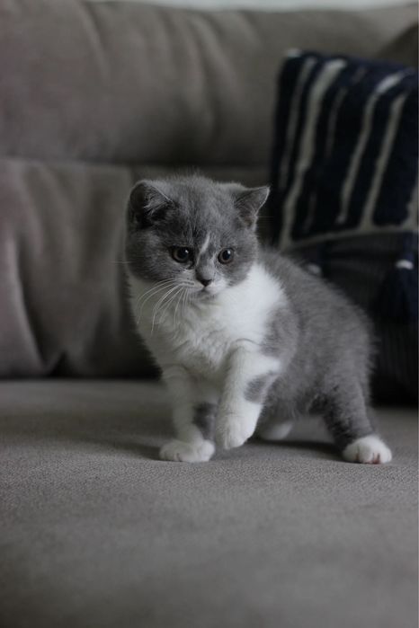 Британские котята