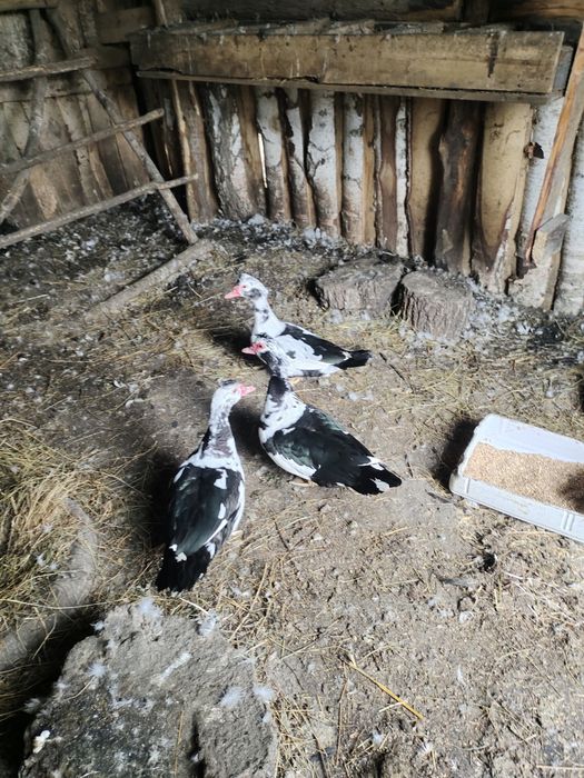 Продам индоуток (девочек)