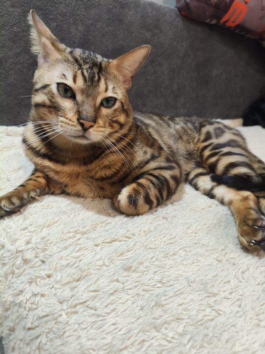 Бенгальские котята ( бронь)