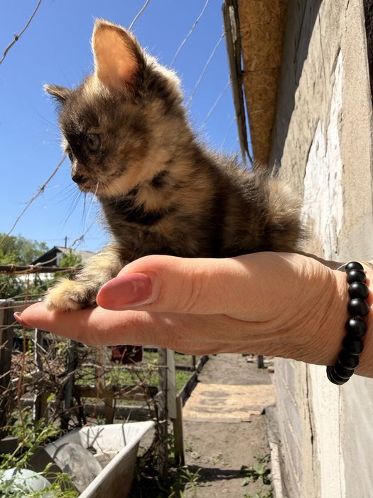 Отдам котят девочки