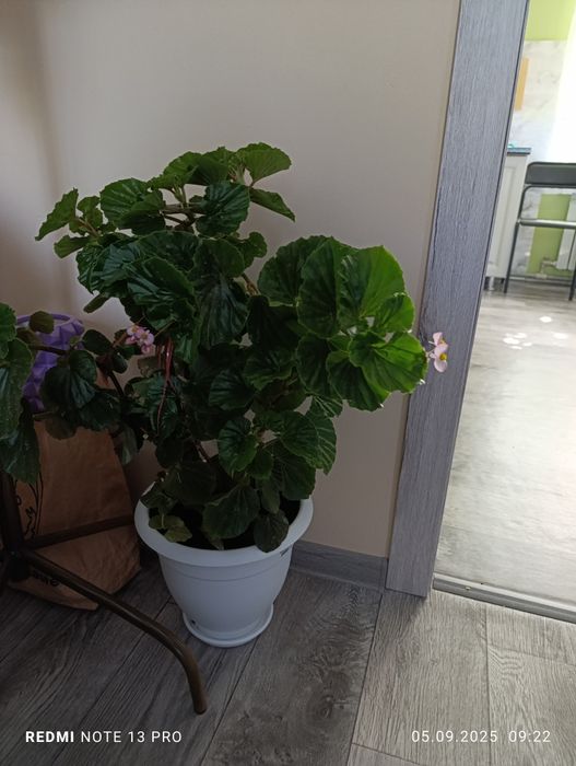 Продам комнатные цветы