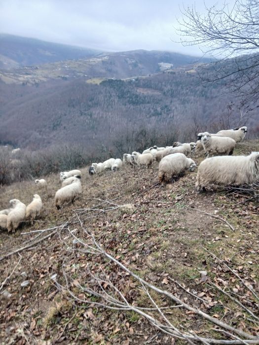 Vând oi țurcane.