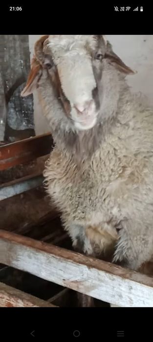 Продам кошкар на откорме