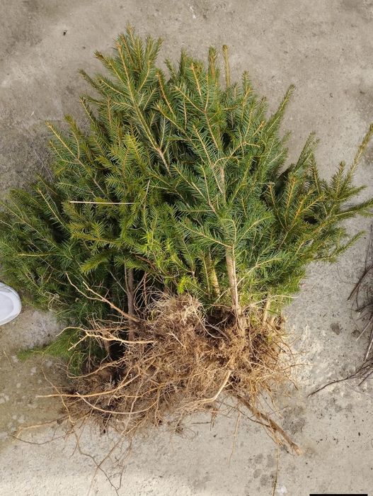 Vând puieți oferta generoasă