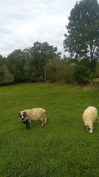 Se vând doi berbeci grași