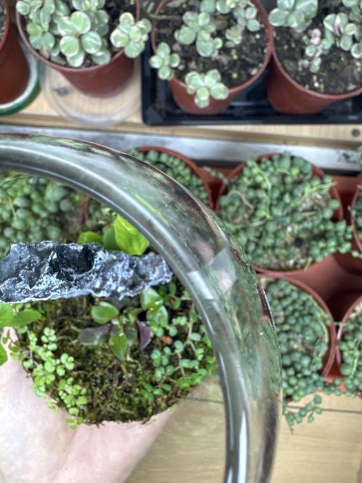 Поодам флорариум со мхом!!!