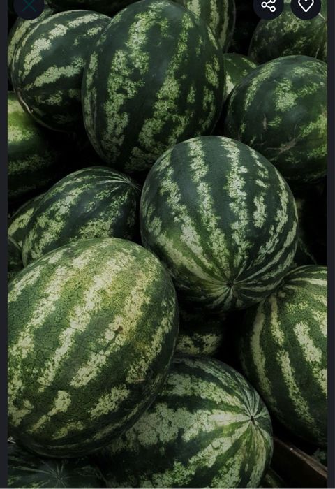 Продам арбузы с поля