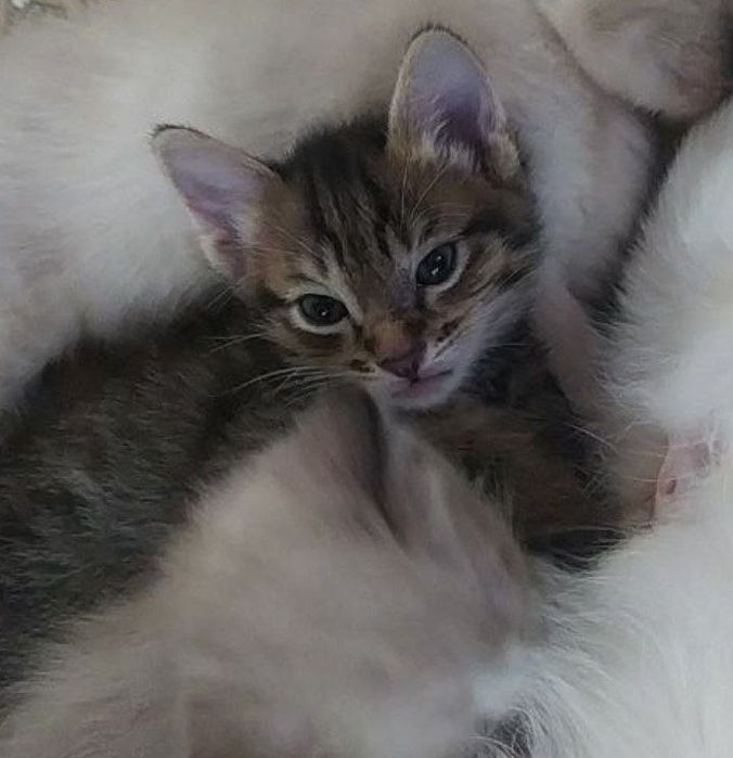 Котенок в добрые руки