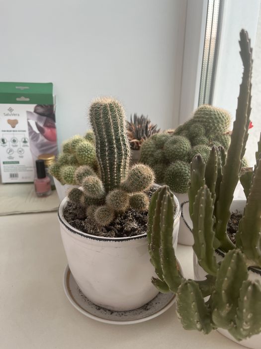 Денежное дерево и кактусы.