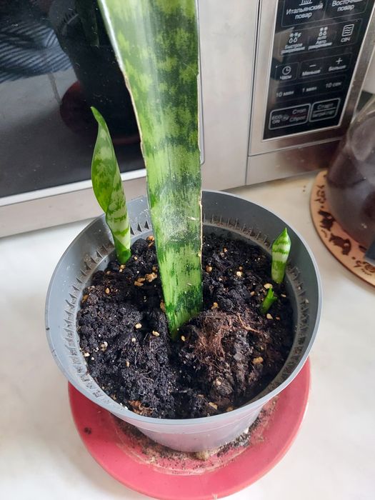 Сансивиерия щучий хвост