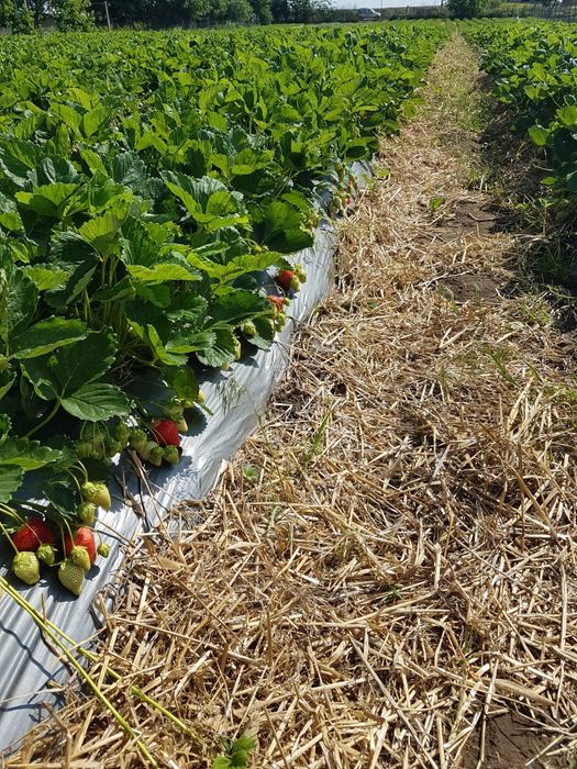 Stoloni capsuni remontanti Albion,unifere,zmeura