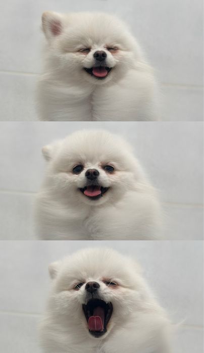 Только в добрые заботливые руки Мини шпиц