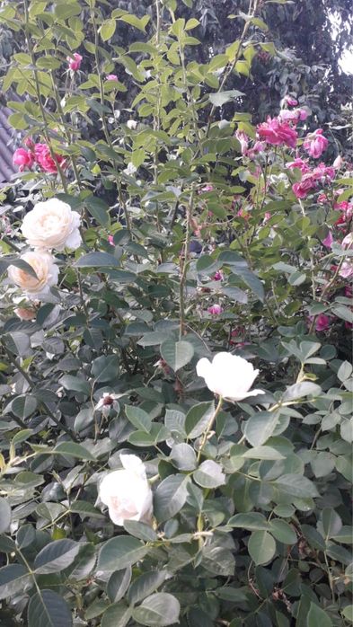 дача со мелиоратор