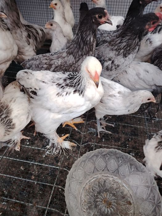 Vând pui de găina Brahma HD și Australorp