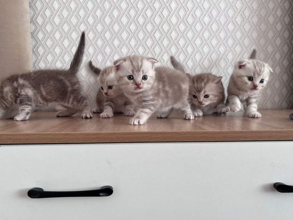 Шотландские котята!