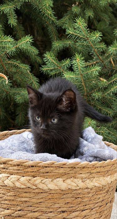 Ищем дом котятам-малышам