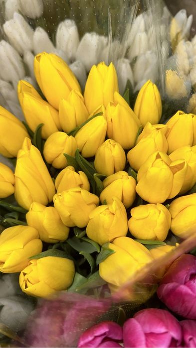 Тюльпаны оптом и в розницу