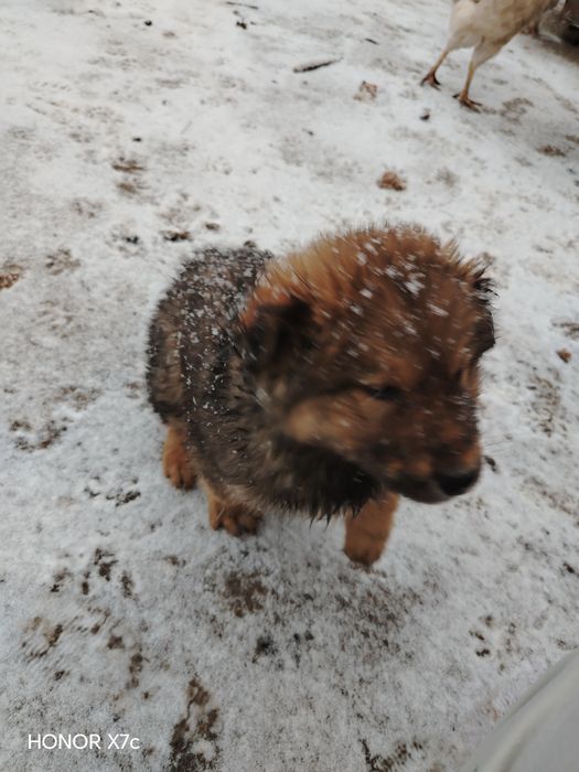 Honor x7 c с гарантией