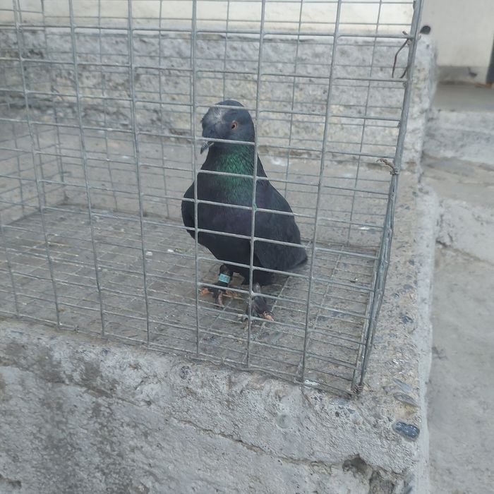 Жук такла насачуби самец