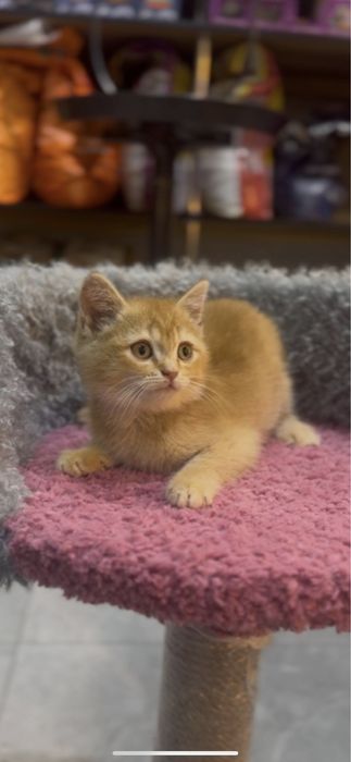 Котенок скотиш страйт рыжый