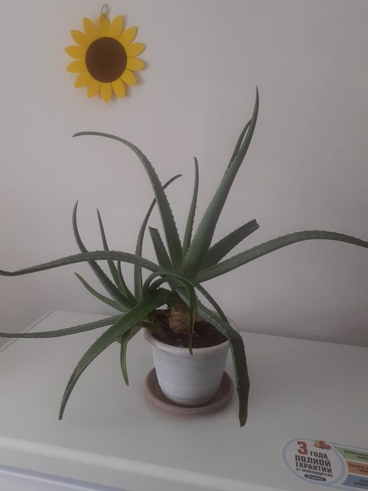 Продам цветок алое