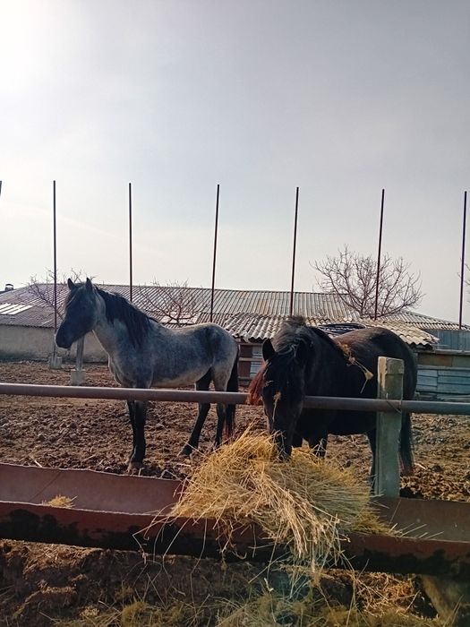 Armăsar metis de Lipitan + o iapa gestanta în 7 luni