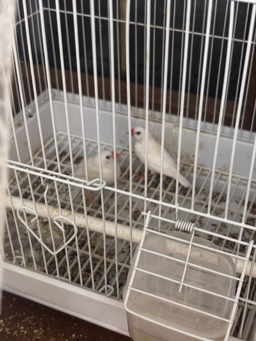 Продам Амадины птицы