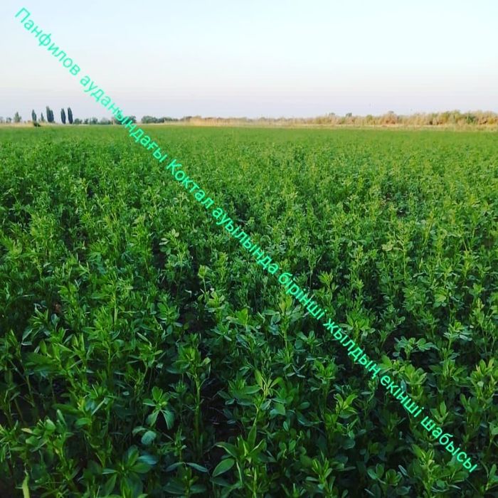 Семена Люцерна Жоңышқа Беде Клевер GEA