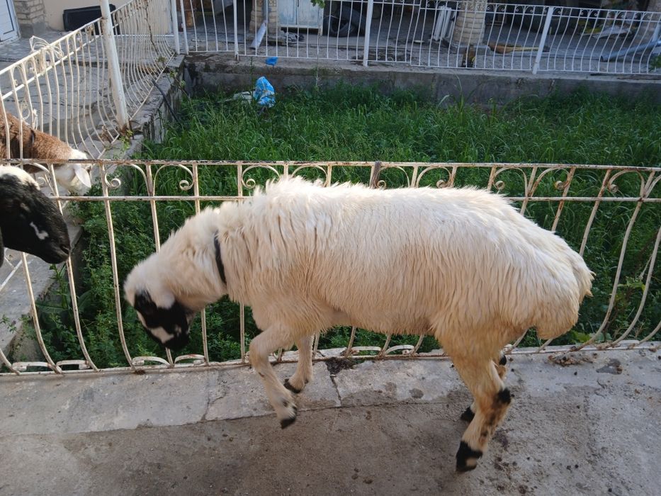 Qoramol qoylar, 2 dona. Qurbonlik un qoʻylar