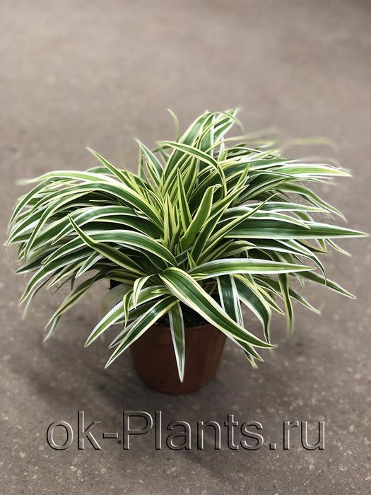 Продам хлорофитум лаксум