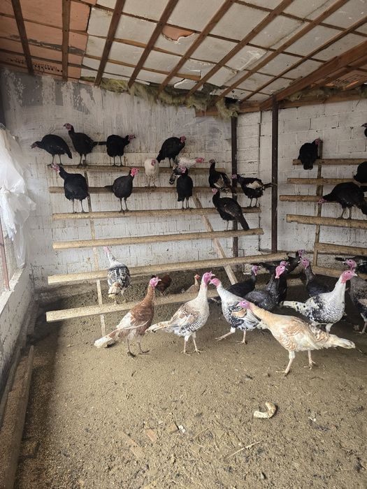 Индюк тер сатылады