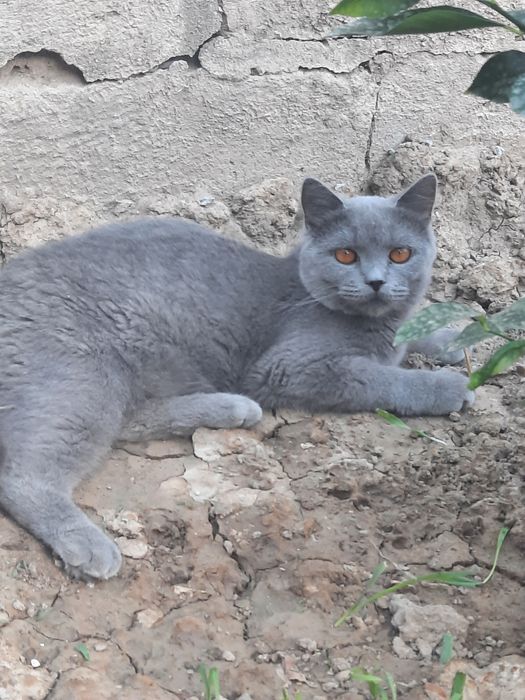 Зотдор мушуклар сотилади