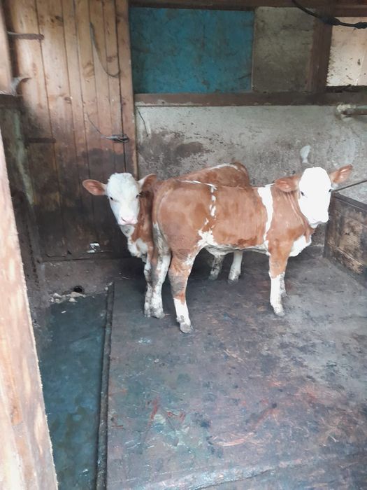 Vând vaca cu vitei gemeni de 12 saptamani