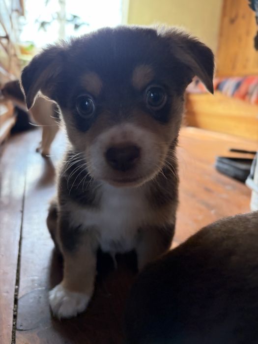 Подарявам дребни кученца