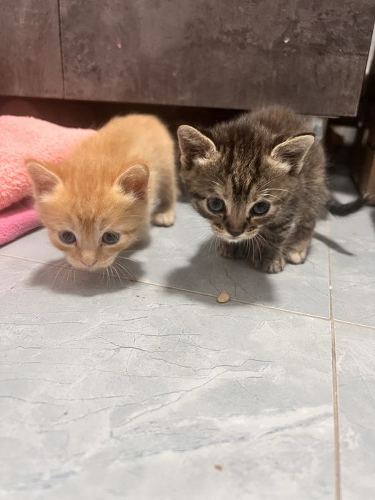 Котята в добрые руки!