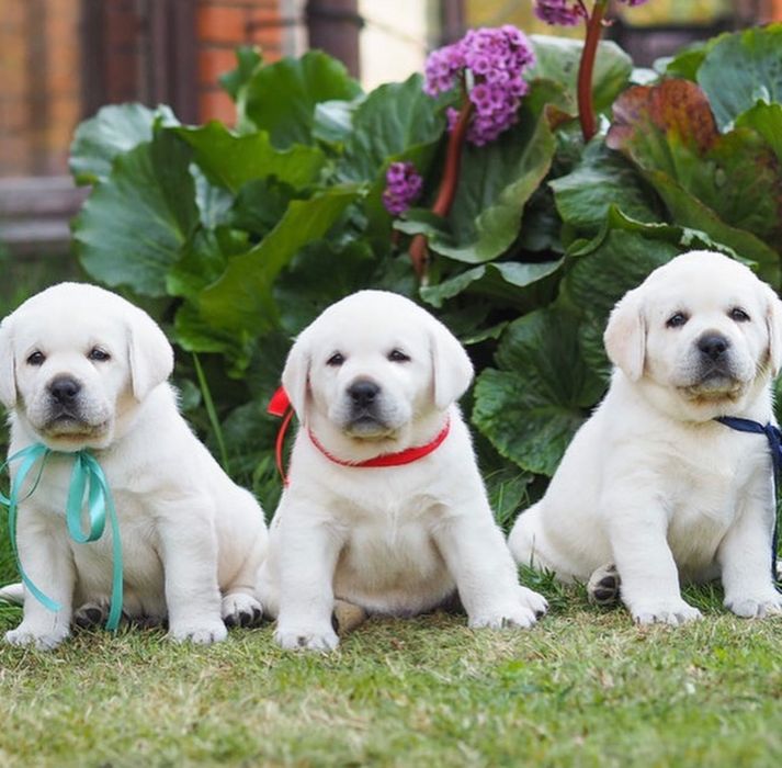 Малыши Лабрадора!
