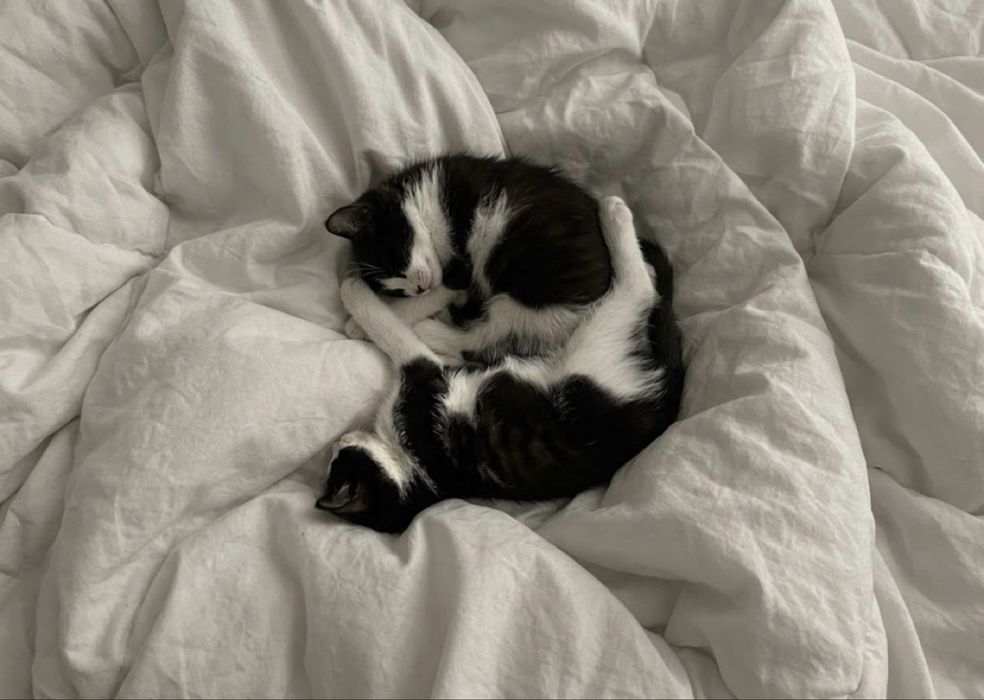 отдаю двух котят даром