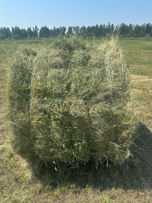 Сено в рулонах. Шөп