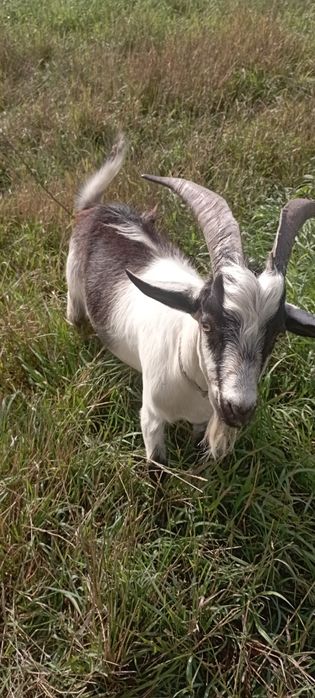 Услуги козла производителя.