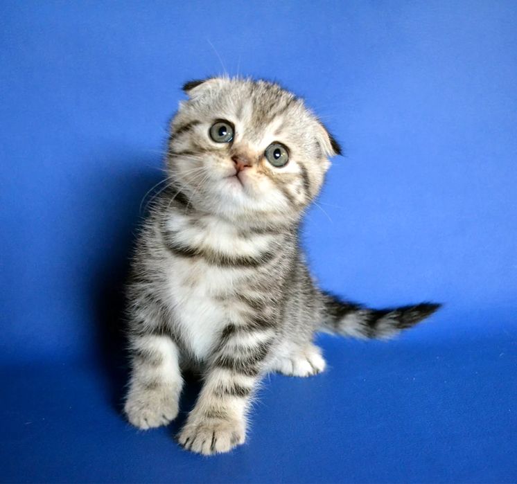 вислоушки котята