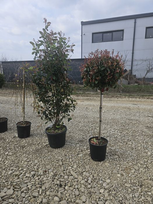 amenajare spații verzi