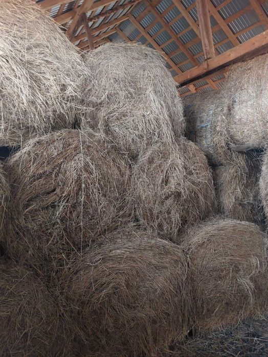 Baloti de fan, producție 2025