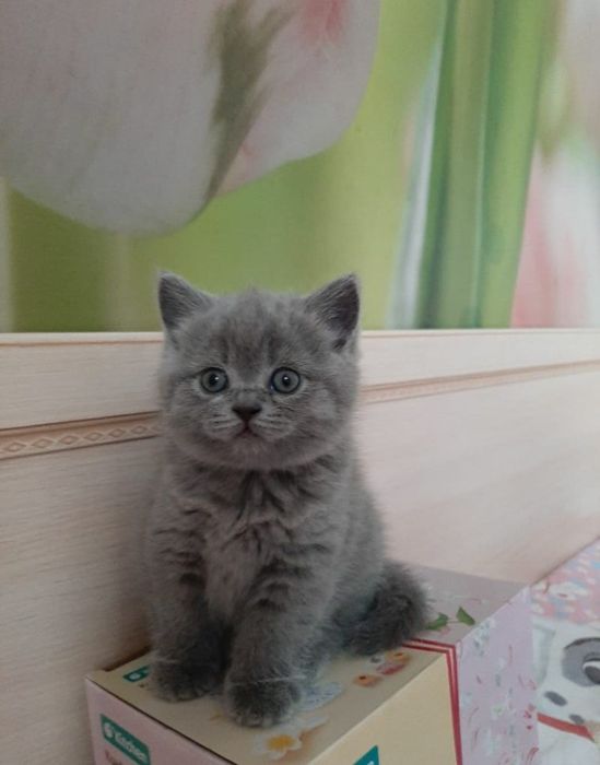 Британские котята